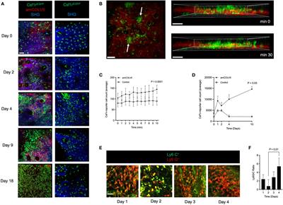 Monocyte populations are involved in the pathogenesis of experimental epidermolysis bullosa acquisita